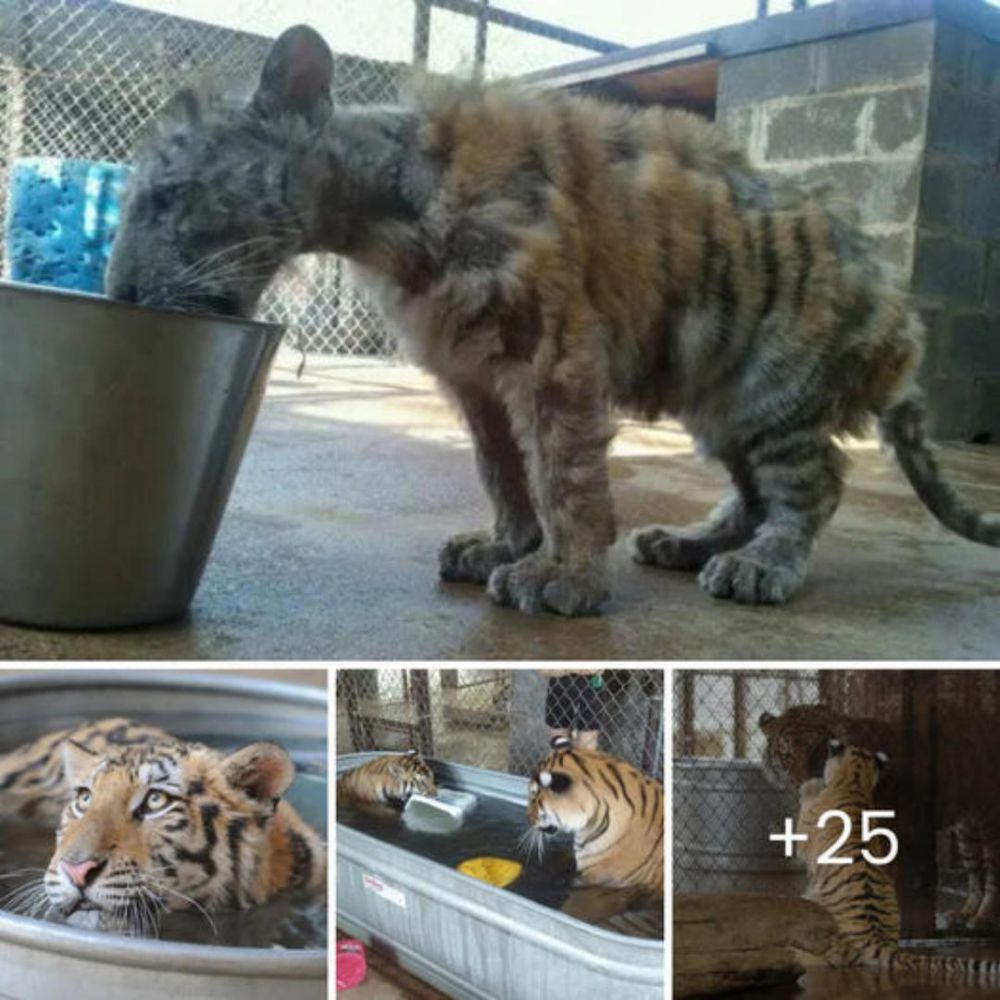 How Skinny! Rescued Bengal Circus Tiger Finds Joy and Companionship in New Home