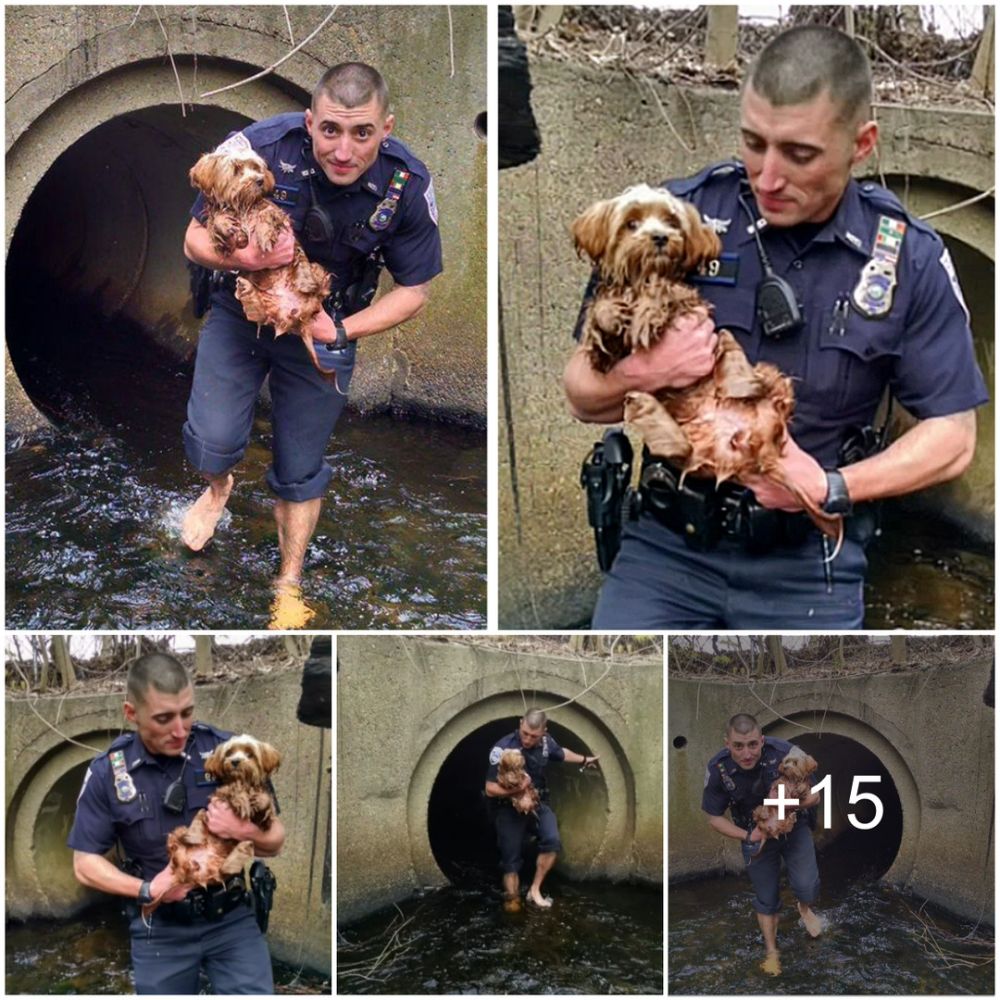 El valeroso rescate de un cachorro temeroso por parte de un oficial de policía en un túnel oscuro y peligroso