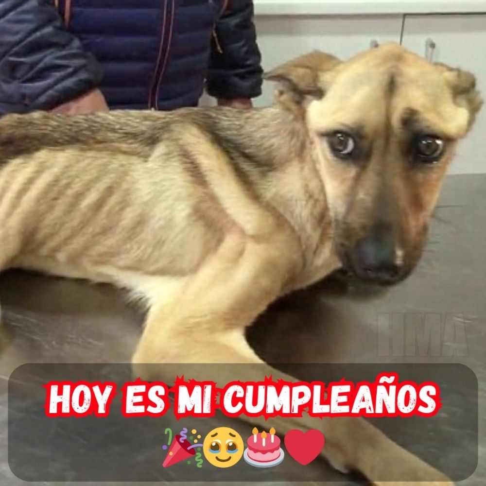 Celebrando otro año de vida, pero aún no he sabido de nadie… ¿Dónde estáп los saludos de cumpleaños? 😔🎁